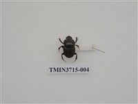 藏品(小黑金龜)的圖片